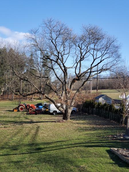 Rock N Roll Trees
