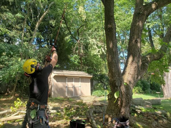 Rock N Roll Trees