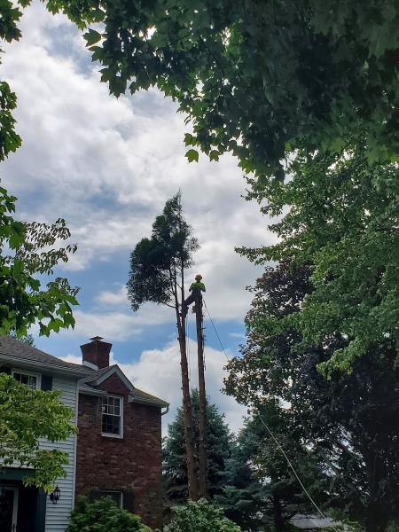 Rock N Roll Trees