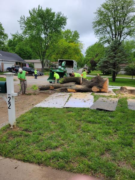 Mathias Precision Tree Service