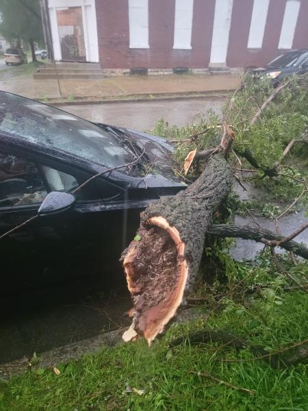 Mathias Precision Tree Service