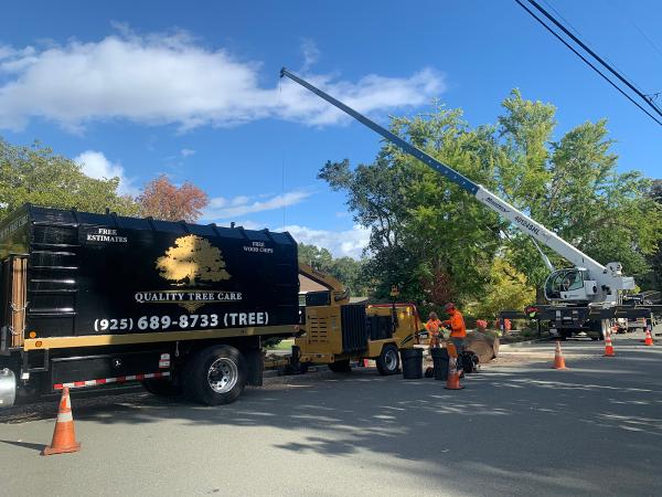 Quality Tree Care Arborist & Tree Removal