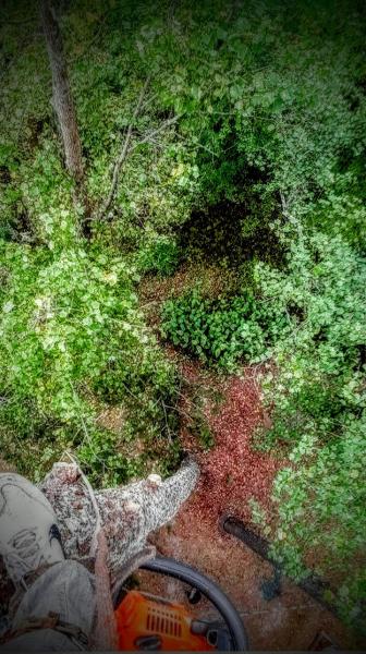 Tree Life Tree Consultant