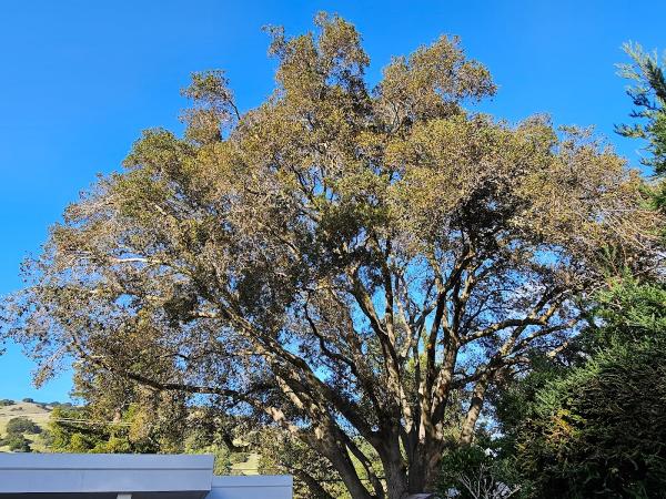 Treemasters