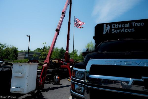 Ethical Tree Services