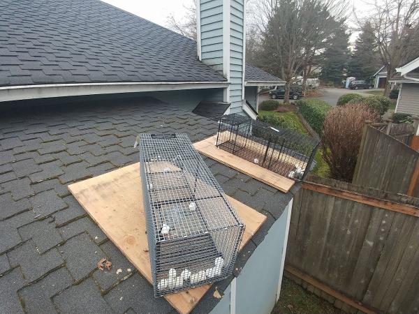 Youngstown Wildlife Removal