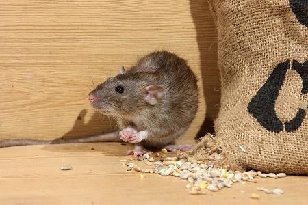 North Bay Rat and Rodent