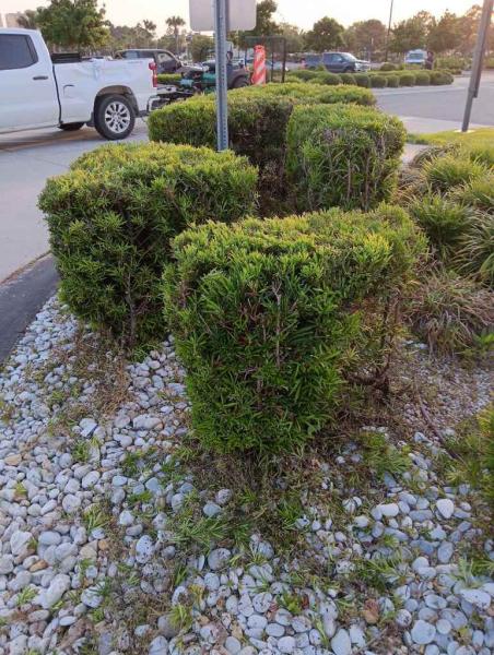 Lawn Dog Landscaping