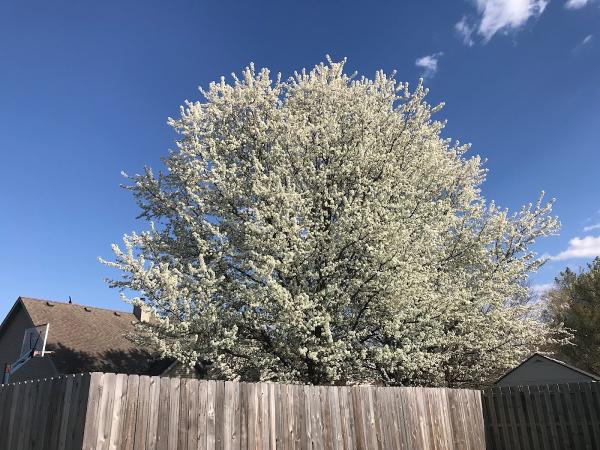 Kresse Tree Wurxx