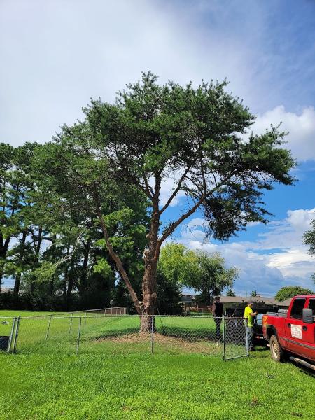 All Pro Huntsville Tree Service