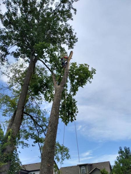 All Pro Huntsville Tree Service