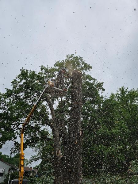 Tre's Tree Services LLC