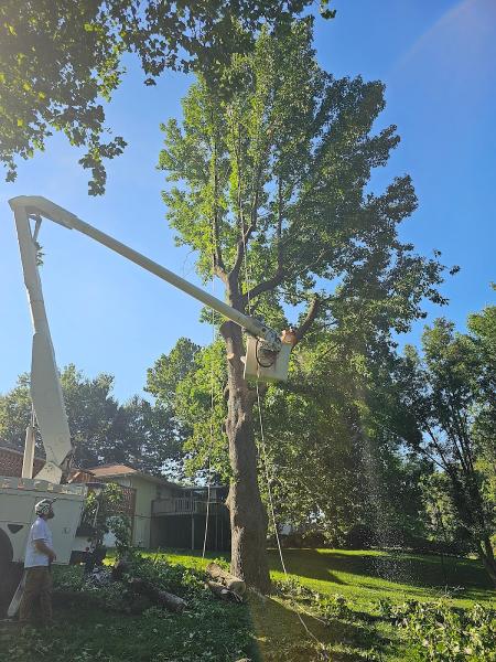 Tre's Tree Services LLC