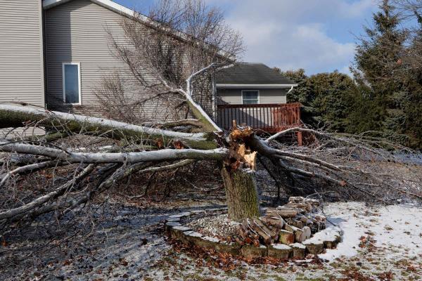 Easy Eddy's Tree Service
