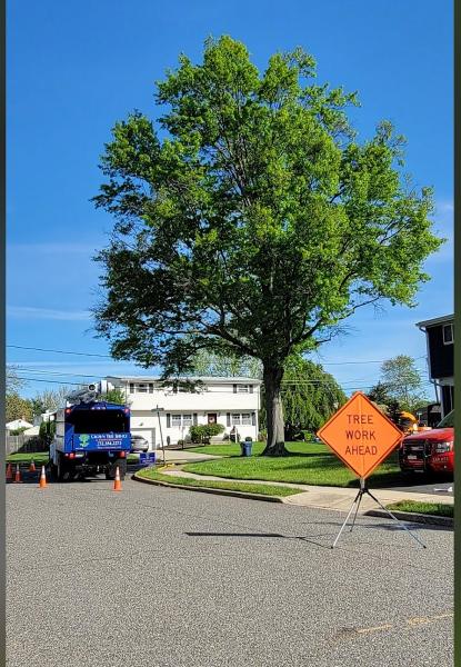 All Season Tree Service