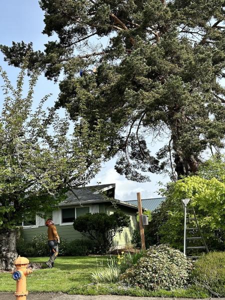 Seaders Tree Care