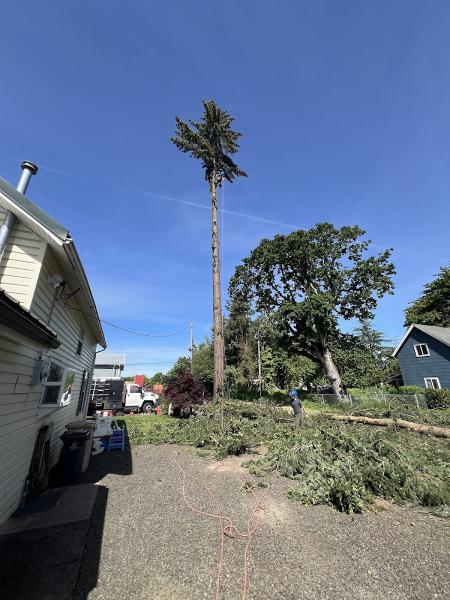 Seaders Tree Care