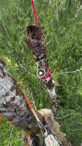 Western Washington Tree Service
