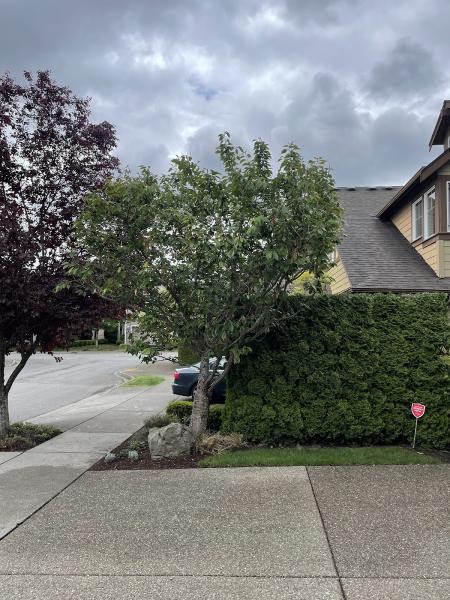 Western Washington Tree Service