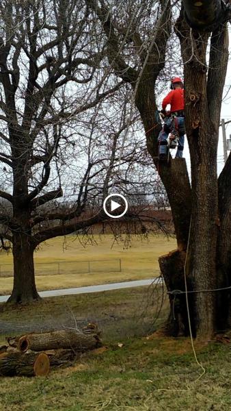 Trufast Tree Service