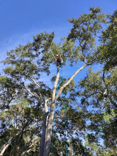 Out Fox LLC Tree Service