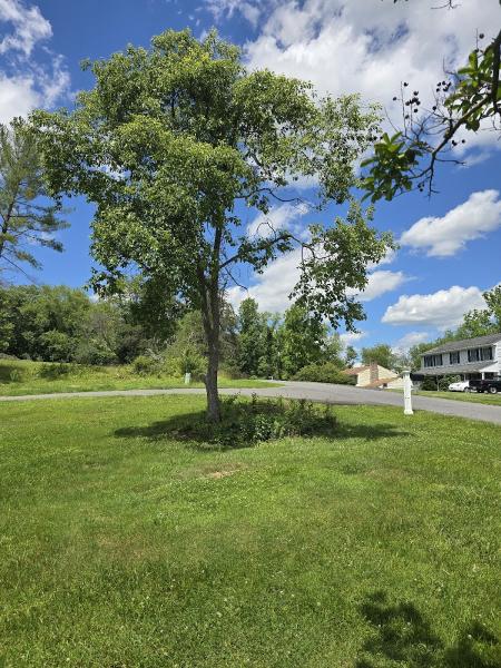 Brown Hound Tree Service