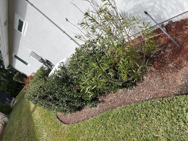 Jungle Life Landscape LLC