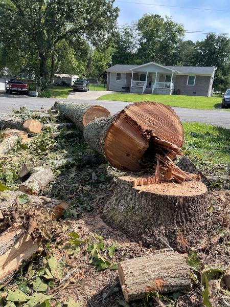 Chavo Tree Service LLC