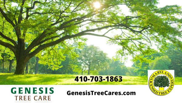 Genesis Tree Care