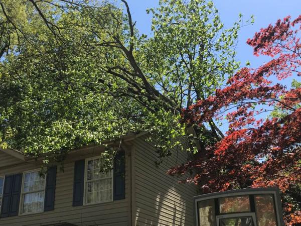 Genesis Tree Care