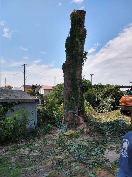 Thunder Ridge Tree Service