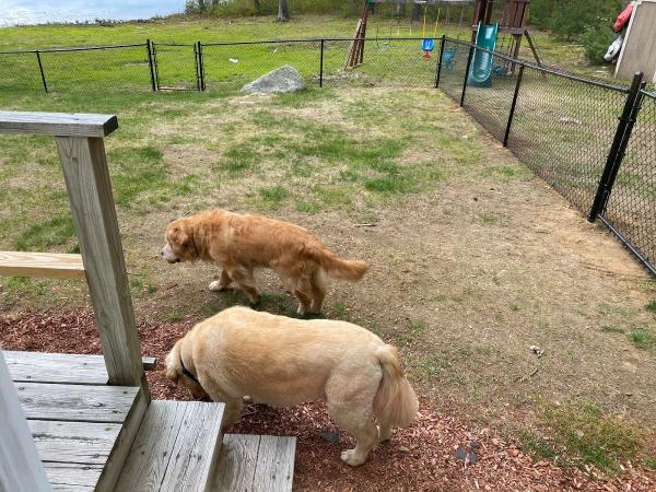 Champion Fence
