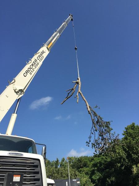Capitol Tree Care