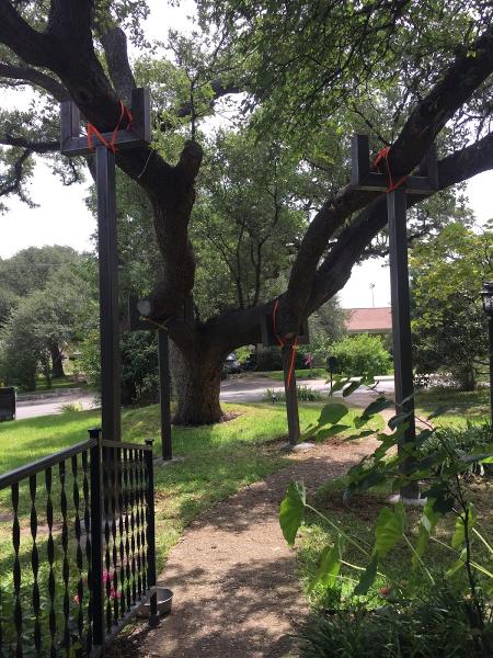 Capitol Tree Care