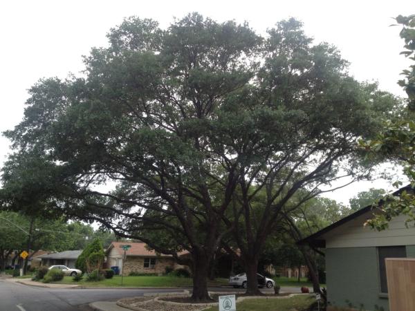 Capitol Tree Care