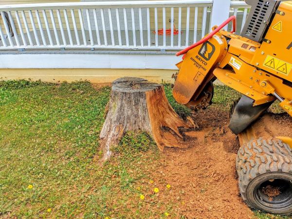 Cavy's Stump Grinding and Landscape Removal