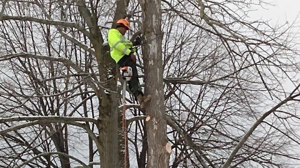 Innovation Tree Services