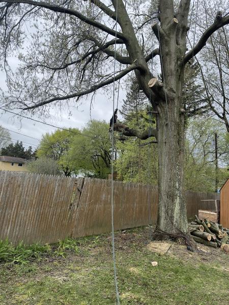 Innovation Tree Services