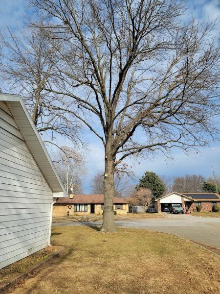 All About Trees