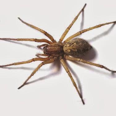 Oregon Pest Control LLC