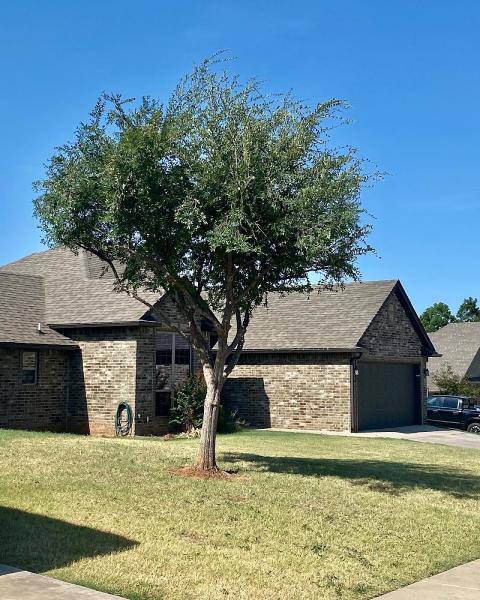 Tree Dr Llc. Tree Care Services