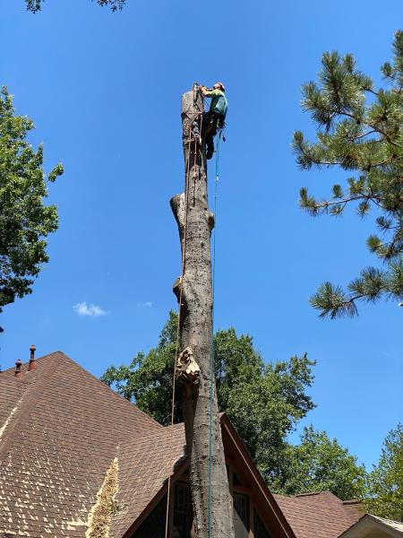 Tree Dr Llc. Tree Care Services
