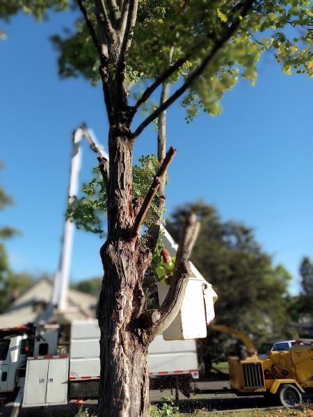 G&C Tree Service