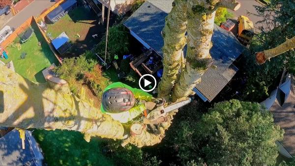 Alpha Tree Care