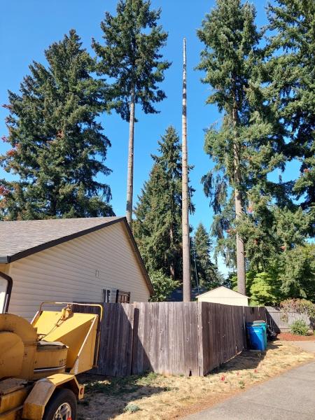 Alpha Tree Care