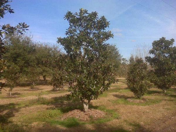 Acadiana Landscape Materials LLC