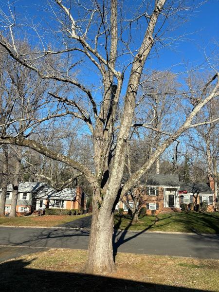 CLT Grapple and Stump Grinding Services