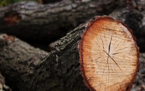 JBS Tree Experts LLC