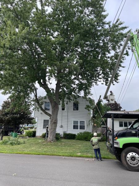 JBS Tree Experts LLC