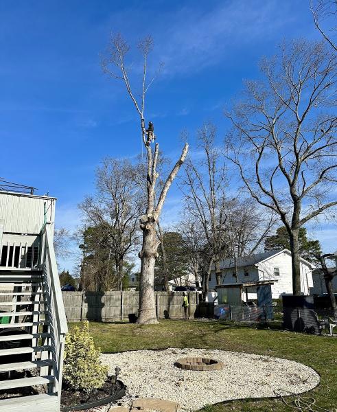JBS Tree Experts LLC
